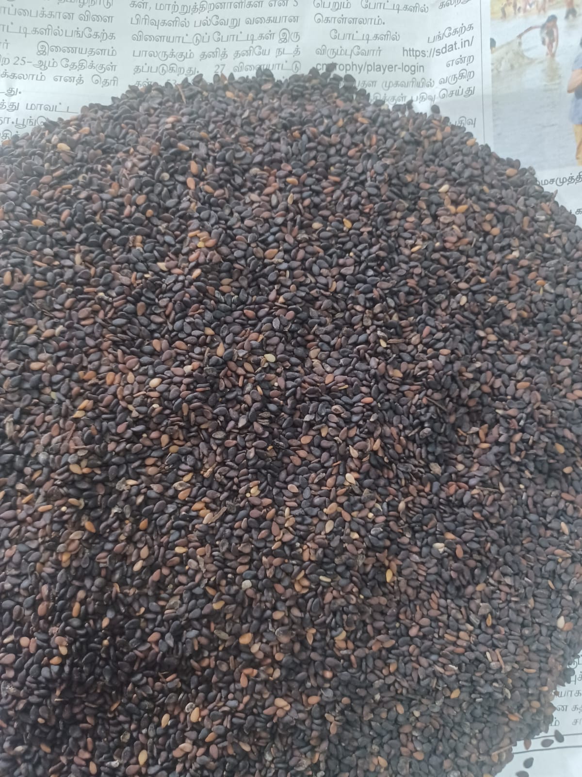 Sesame - எள் - 500 KG