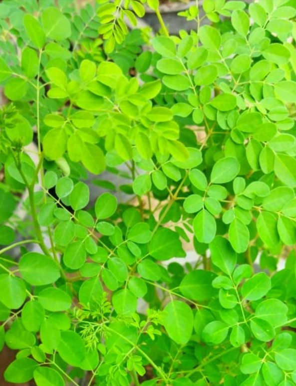Pure Organic Moringa Powder - Farm Fresh and Nutrient-Packed Green Superfood Rich in Nutrients 100gm Pack… - Image 2
